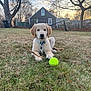 dog, puppy, golden_retriever, grass, stick, tennis_ball, yard, house, fence, tree, sunset, pet, collar, outdoor, playing, animal, cute, nature, summer, relaxing