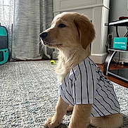 Ace joined the competition — help win amazing prizes! dog, puppy, golden_retriever, shirt, indoor, carpet, curtains, furniture, living_room, pet, animal, cute, sitting, side_view, domestic, cozy, soft_light, floor, table, toy