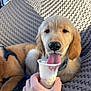 Ace is registered to the contest to win money with this photo: dog, puppy, golden_retriever, tongue, drink, cup, hand, outdoor, chair, woven, texture, pet, animal, cute, closeup, summer, sunlight, happy, leisure, companion