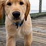Ace is registered to the contest to win money with this photo: puppy, dog, golden_retriever, collar, wooden_deck, outdoor, pet, young, fur, canine, close_up, cute, animal, walking, curious, fence, daylight, nose, ears, portrait