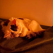 Xx is registered to the contest to win money with this photo: cat, calico_cat, sleeping, sleepy, curled_up, furry, pet, animal, couch, cushion, indoor, home, cozy, warm_lighting, orange_tone, relaxed, resting, whiskers, closed_eyes, portrait