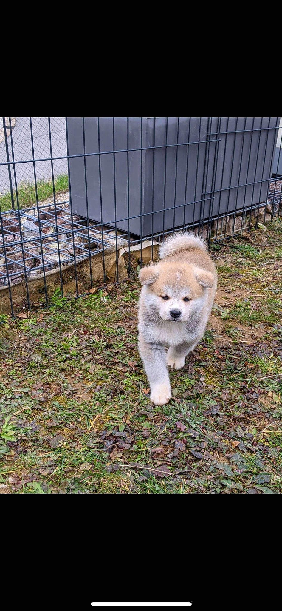 Hoshi participe au concours pour gagner de l'argent avec cette photo : canidae, carnivore, companion_dog, dog_breed, fawn, felidae, fence, fur, grass, home_fencing, mesh, plant, small_to_medium_sized_cats, snout, sporting_group, tail, terrestrial_animal, whiskers, wildlife, wire_fencing