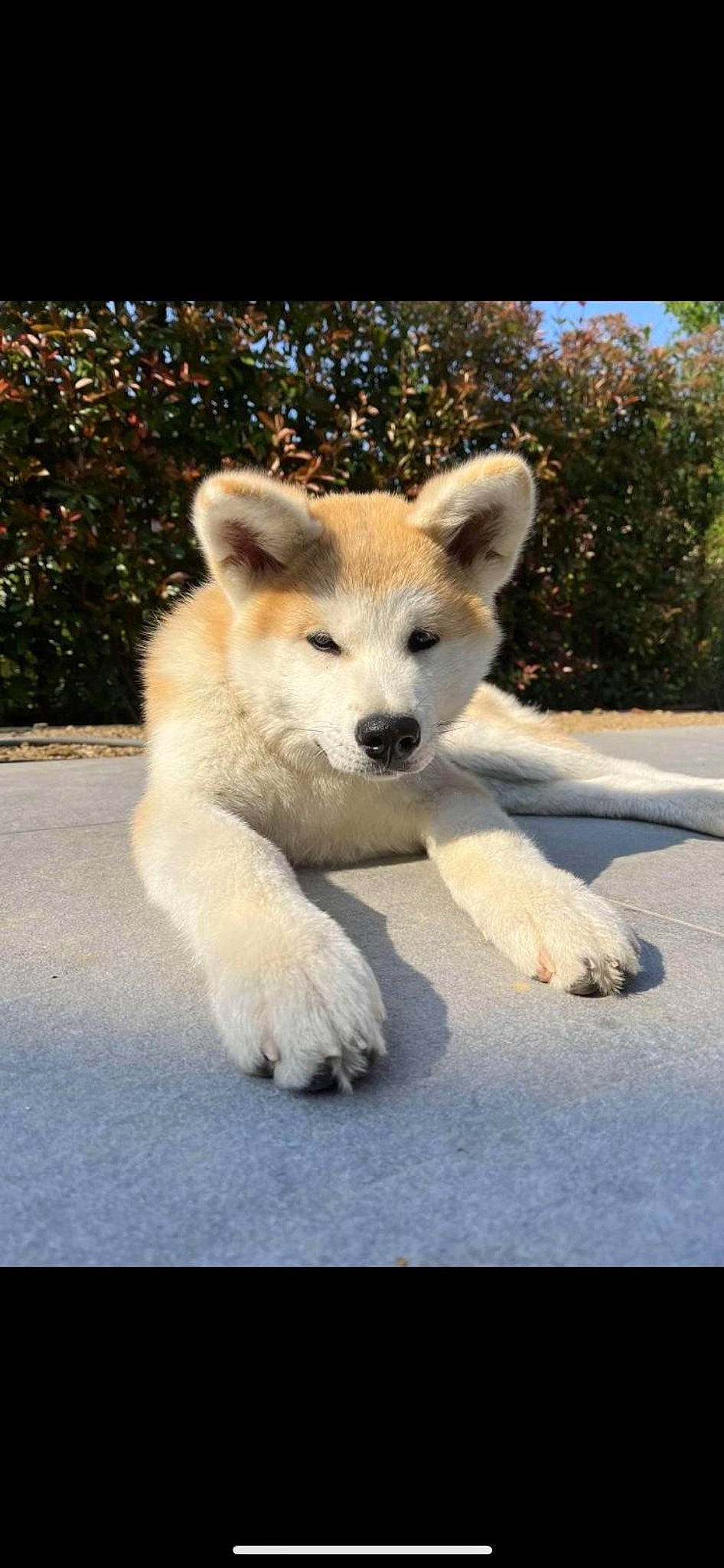 Hoshi a rejoint le concours — aidez-le/la à gagner de superbes lots ! ancient_dog_breeds, canidae, carnivore, companion_dog, dog, dog_breed, fawn, fur, non_sporting_group, paw, plant, puppy, snout, sporting_group, tail, terrestrial_animal, tree, water, wildlife, working_animal