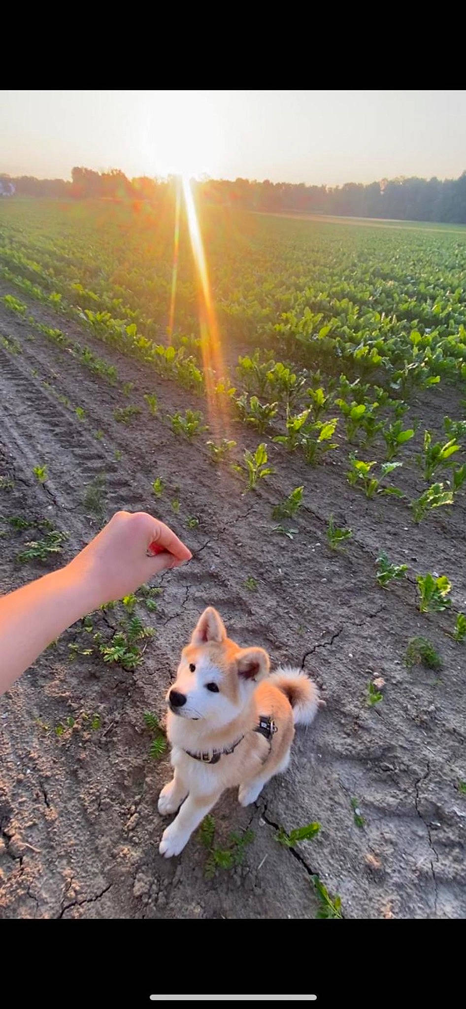Hoshi participe au concours pour gagner de l'argent avec cette photo : agriculture, carnivore, companion_dog, dog, dog_breed, fawn, field, gesture, grass, grassland, happy, horizon, landscape, lens_flare, people_in_nature, plant, sky, soil, spitz, tail