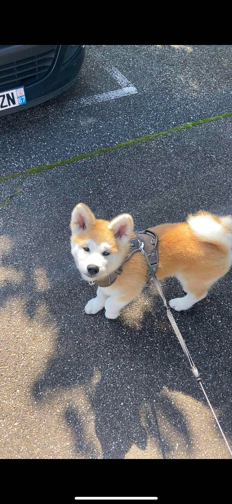 Hoshi a rejoint le concours — aidez-le/la à gagner de superbes lots ! ancient_dog_breeds, asphalt, canidae, carnivore, companion_dog, dog, dog_breed, dog_supply, fawn, fur, mammal, pet_supply, road_surface, snout, spitz, sporting_group, tail, terrestrial_animal, toy_dog, working_animal