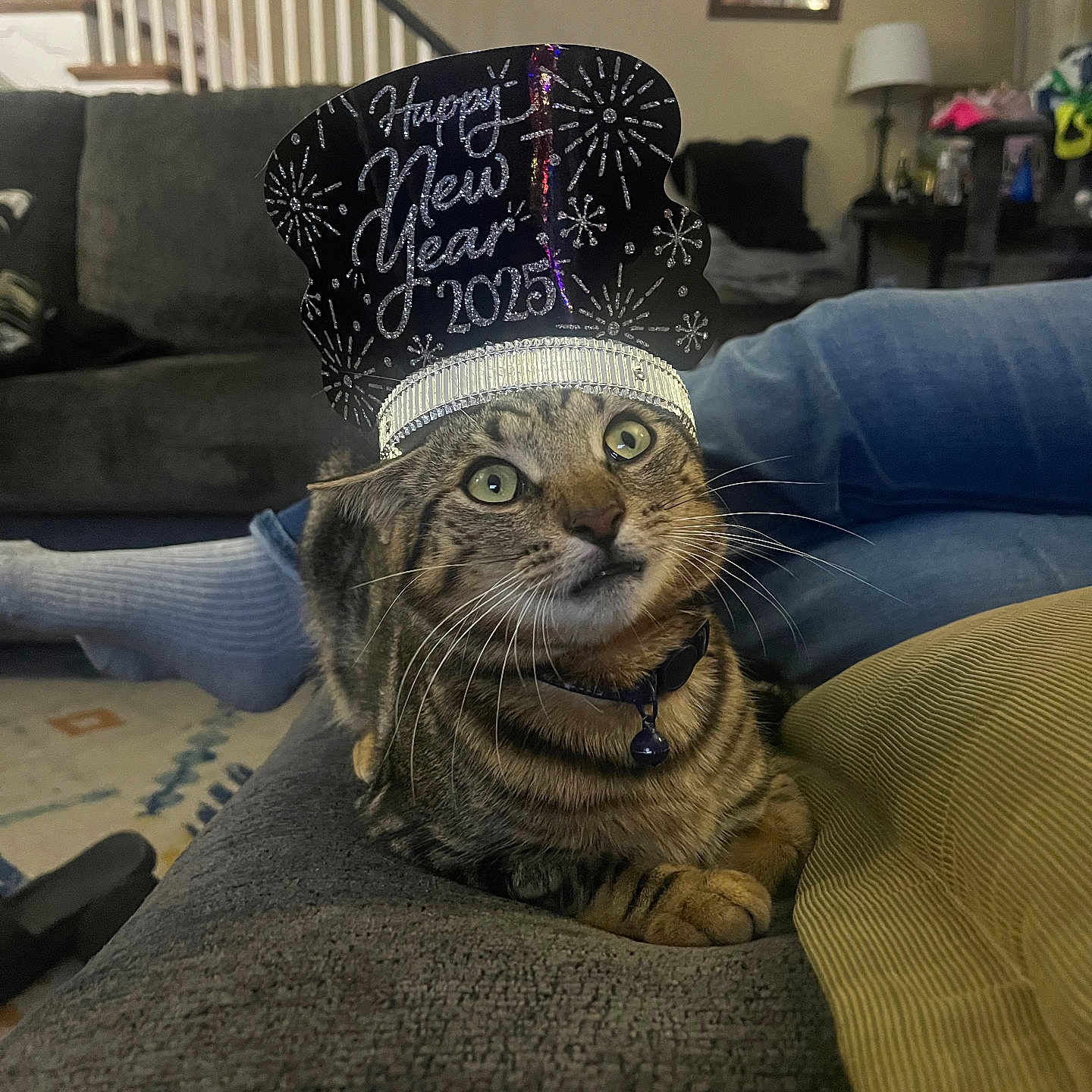 Tiger is registered to the contest to win money with this photo: animal, architecture, building, cap, cat, chair, clothing, couch, cushion, furniture, hat, homedecor, hosiery, indoors, interiordesign, lamp, livingroom, person, pet, room