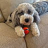 dog, couch, ball, pet, indoor, curly_fur, beige, paws, toy, close_up, looking_at_camera, home, living_room, comfort, animal, fur, playful, window, cushion, relaxing