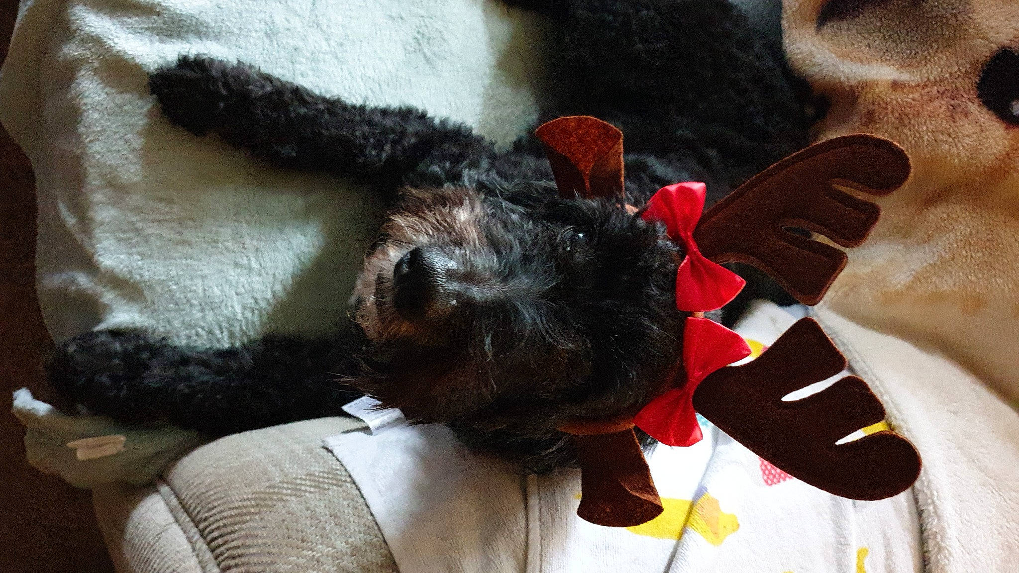 Teddy joined the competition — help win amazing prizes! canidae, carmine, carnivore, claw, comfort, companion_dog, dog, dog_breed, ear, fawn, felidae, fur, gesture, mammal, small_to_medium_sized_cats, snout, sporting_group, tail, whiskers, working_animal