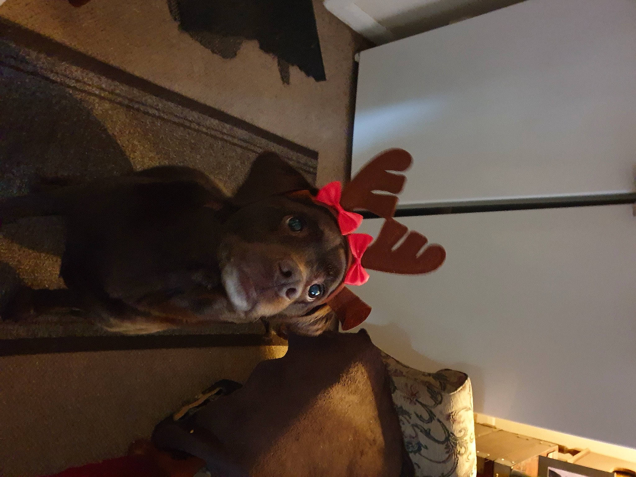 Charley joined the competition — help win amazing prizes! canidae, ceiling, couch, dog_breed, fawn, felidae, flooring, fun, fur, hardwood, room, small_to_medium_sized_cats, sporting_group, stuffed_toy, tail, toy, whiskers, wood