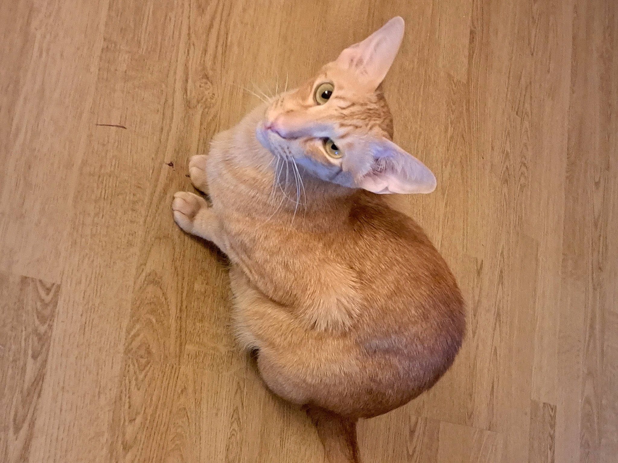 Nelson participe au concours pour gagner de l'argent avec cette photo : canidae, carnivore, cat, claw, dog_breed, domestic_short_haired_cat, fawn, felidae, flooring, fur, hardwood, paw, small_to_medium_sized_cats, snout, tail, terrestrial_animal, toy, whiskers, wood, wood_stain