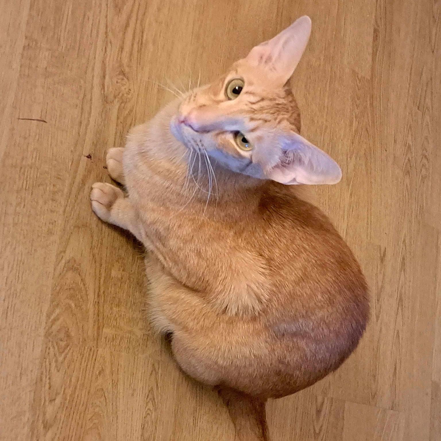 Nelson