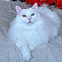 Gizmo joined the competition — help win amazing prizes! cat, white_cat, heterochromia, blue_eye, amber_eye, fluffy, long_hair, pet, animal, relaxed, indoor, cozy, blanket, laying_down, close_up, portrait, cute, feline, whiskers, pink_nose