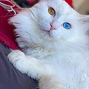 Gizmo is registered to the contest to win money with this photo: cat, white_cat, heterochromia, blue_eye, golden_eye, fluffy_fur, pet, animal, indoor, bed, red_blanket, gray_blanket, closeup, portrait, relaxed, cute, feline, whiskers, paw, soft