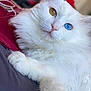 cat, white_cat, heterochromia, blue_eye, golden_eye, fluffy_fur, pet, animal, indoor, bed, red_blanket, gray_blanket, closeup, portrait, relaxed, cute, feline, whiskers, paw, soft