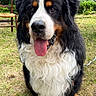 dog, ber desse_mountain_dog, pet, animal, portrait, close_up, sitting, tongue_out, happy, friendly, fluffy, long_hair, black_white_brown, garden, outdoor, grass, greenery, chair, trellis, natural_light