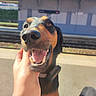 Harmonie participe au concours pour gagner de l'argent avec cette photo : dog, black_and_tan, happy, smiling, open_mouth, teeth, tongue, nose, whiskers, close_up, portrait, pet, collar, hand, petting, outdoor, sunlight, train_station, platform, friendly