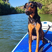 Harmonie participe au concours pour gagner de l'argent avec cette photo : dog, doberman, black_and_tan, paddleboard, lake, river, water, outdoor, nature, sunny, trees, blue_sky, pet, collar, leash, sitting, portrait, animal, adventure, boating