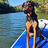 dog, doberman, black_and_tan, paddleboard, lake, river, water, outdoor, nature, sunny, trees, blue_sky, pet, collar, leash, sitting, portrait, animal, adventure, boating