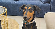 Harmonie a rejoint le concours — aidez-le/la à gagner de superbes lots ! dog, black_and_tan_dog, sitting, portrait, pet, animal, collar, leash, indoors, furniture_store, sofa, couch, pillows, flowers, pink_flowers, shopping, retail, blue_couch, serious_expression, full_body