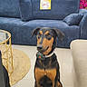 dog, black_and_tan_dog, sitting, portrait, pet, animal, collar, leash, indoors, furniture_store, sofa, couch, pillows, flowers, pink_flowers, shopping, retail, blue_couch, serious_expression, full_body