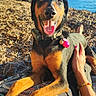 Harmonie participe au concours pour gagner de l'argent avec cette photo : dog, pet, happy, smiling, tongue, black_and_tan, collar, tag, sitting, beach, shoreline, pebbles, sea, water, coastline, trees, sunny, outdoor, human_hand, portrait