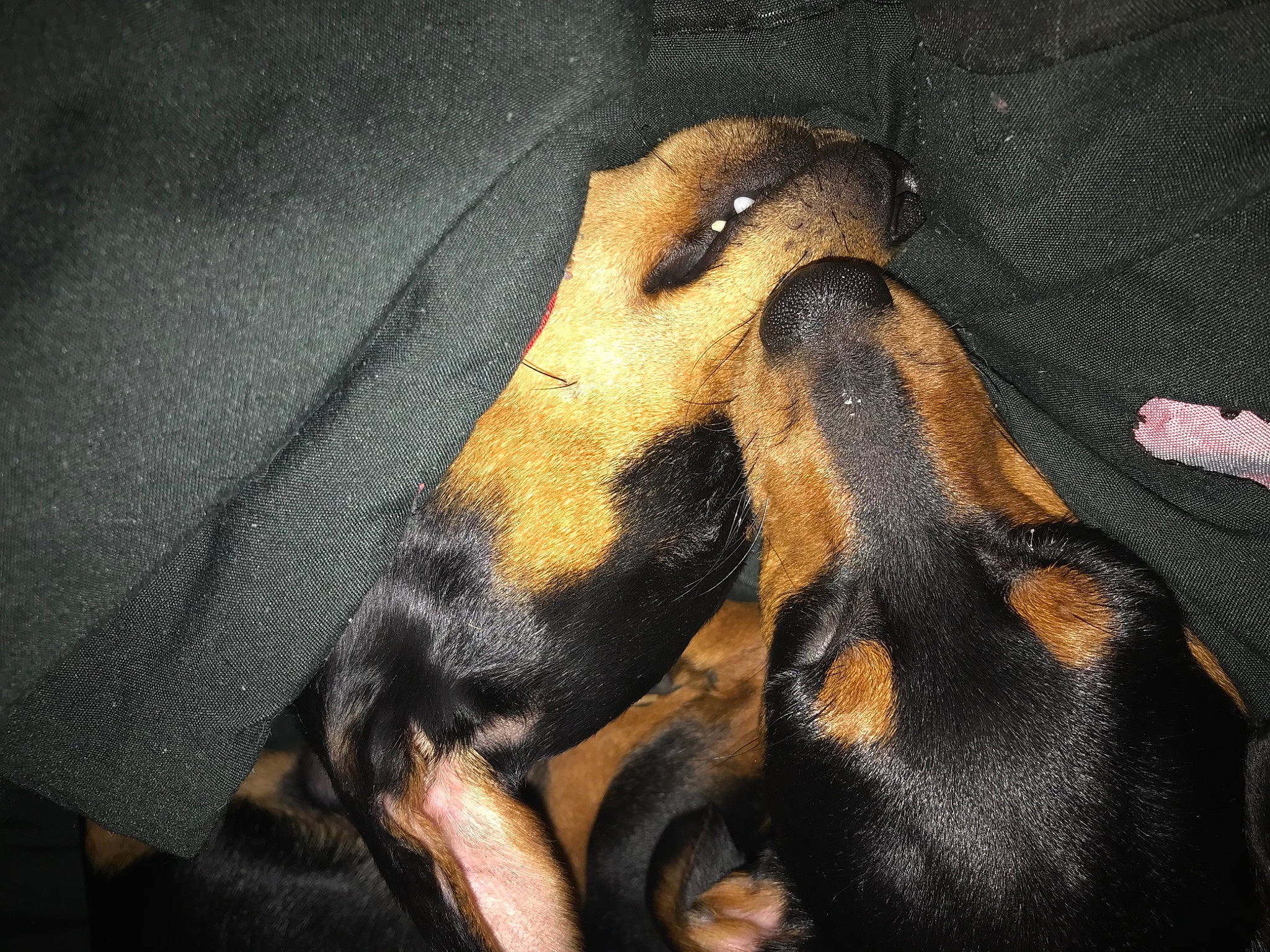 Kobe is registered to the contest to win money with this photo: brown, canidae, carnivore, companion_dog, dog, dog_breed, fawn, fur, guard_dog, montenegrin_mountain_hound, paw, snout, sporting_group, terrestrial_animal, working_dog