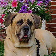Crom is registered to the contest to win money with this photo: dog, flower_pot, flowers, grass, outdoor, pet, canine, leash, mammal, brown_fur, garden, plant, nature, relaxed, summer, domestic_animal, close_up, portrait, resting, animal
