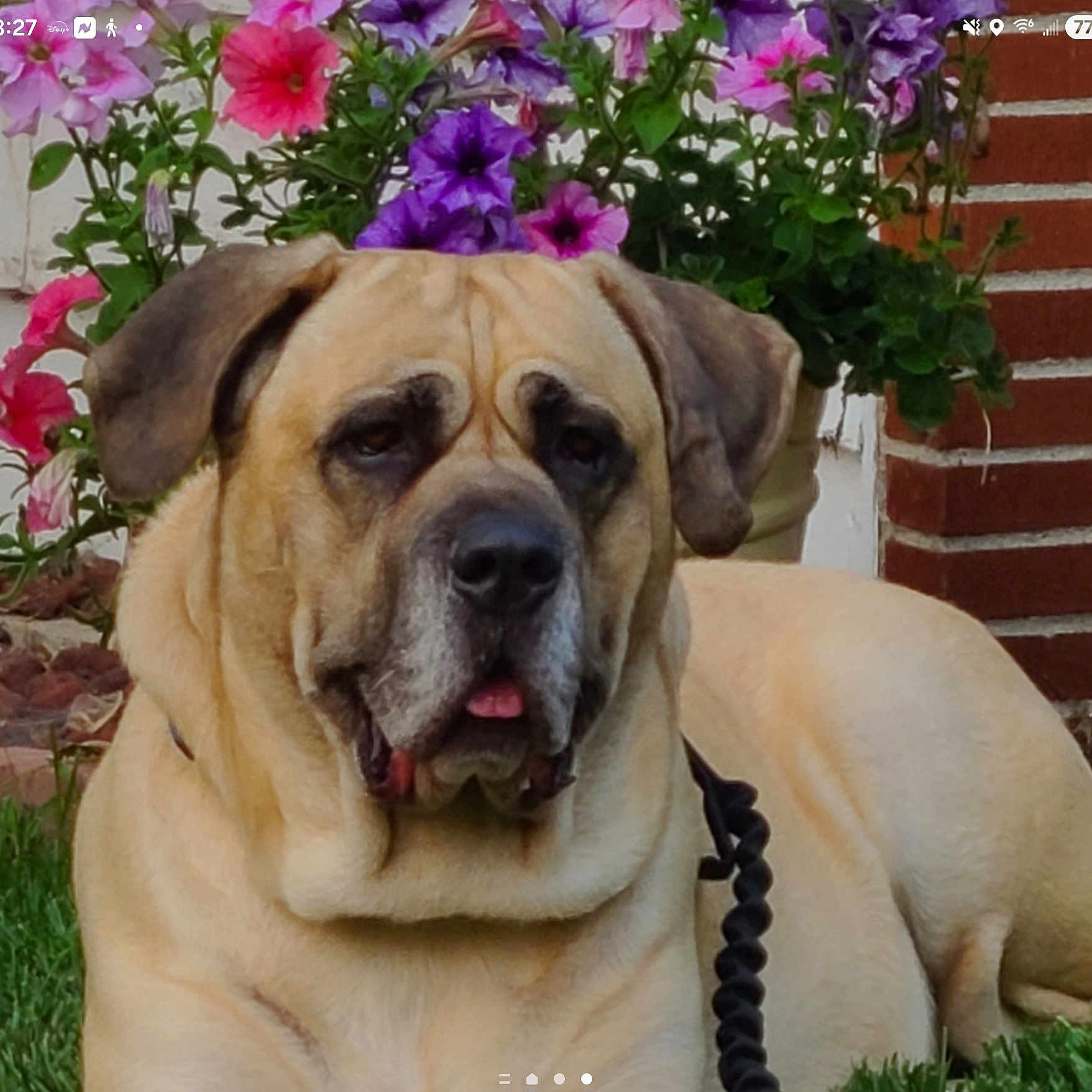 Crom is registered to the contest to win money with this photo: animal, brown_fur, canine, close_up, dog, domestic_animal, flower_pot, flowers, garden, grass, leash, mammal, nature, outdoor, pet, plant, portrait, relaxed, resting, summer