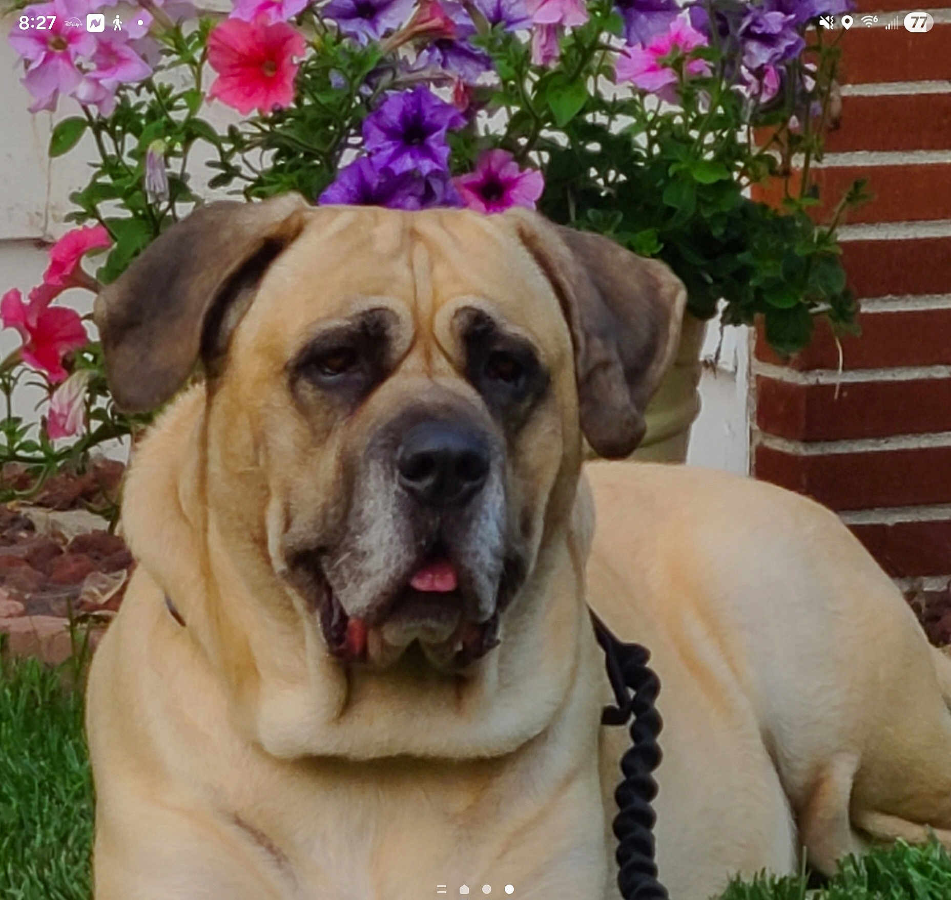 Crom is registered to the contest to win money with this photo: dog, flower_pot, flowers, grass, outdoor, pet, canine, leash, mammal, brown_fur, garden, plant, nature, relaxed, summer, domestic_animal, close_up, portrait, resting, animal