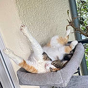 Plume a rejoint le concours — aidez-le/la à gagner de superbes lots ! cat, cat_tree, feline, pet, relaxing, upside_down, stretching, indoor, cozy, gray, fur, paw, window, tree_branch, blossom, plant, animal, resting, home, comfortable