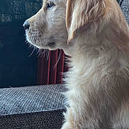Aïka participe au concours pour gagner de l'argent avec cette photo : animal, calm, close_up, companion, couch, cozy, cute, dog, fluffy, fur, golden_retriever, indoor, pet, portrait, puppy, side_profile, soft_light, texture, whiskers, young