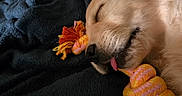 Aïka participe au concours pour gagner de l'argent avec cette photo : adorable, animal, blanket, closeup, cozy, cute, dog, fur, golden_retriever, indoor, pet, puppy, relaxed, resting, rope_toy, sleeping, snout, soft, tongue_out, young_dog