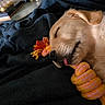 adorable, animal, blanket, closeup, cozy, cute, dog, fur, golden_retriever, indoor, pet, puppy, relaxed, resting, rope_toy, sleeping, snout, soft, tongue_out, young_dog