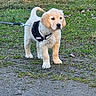 Aïka a rejoint le concours — aidez-le/la à gagner de superbes lots ! animal, canine, curious, cute, daylight, dirt, dog, fur, golden_retriever, grass, harness, leash, nature, outdoor, pet, puppy, small, standing, walking, young