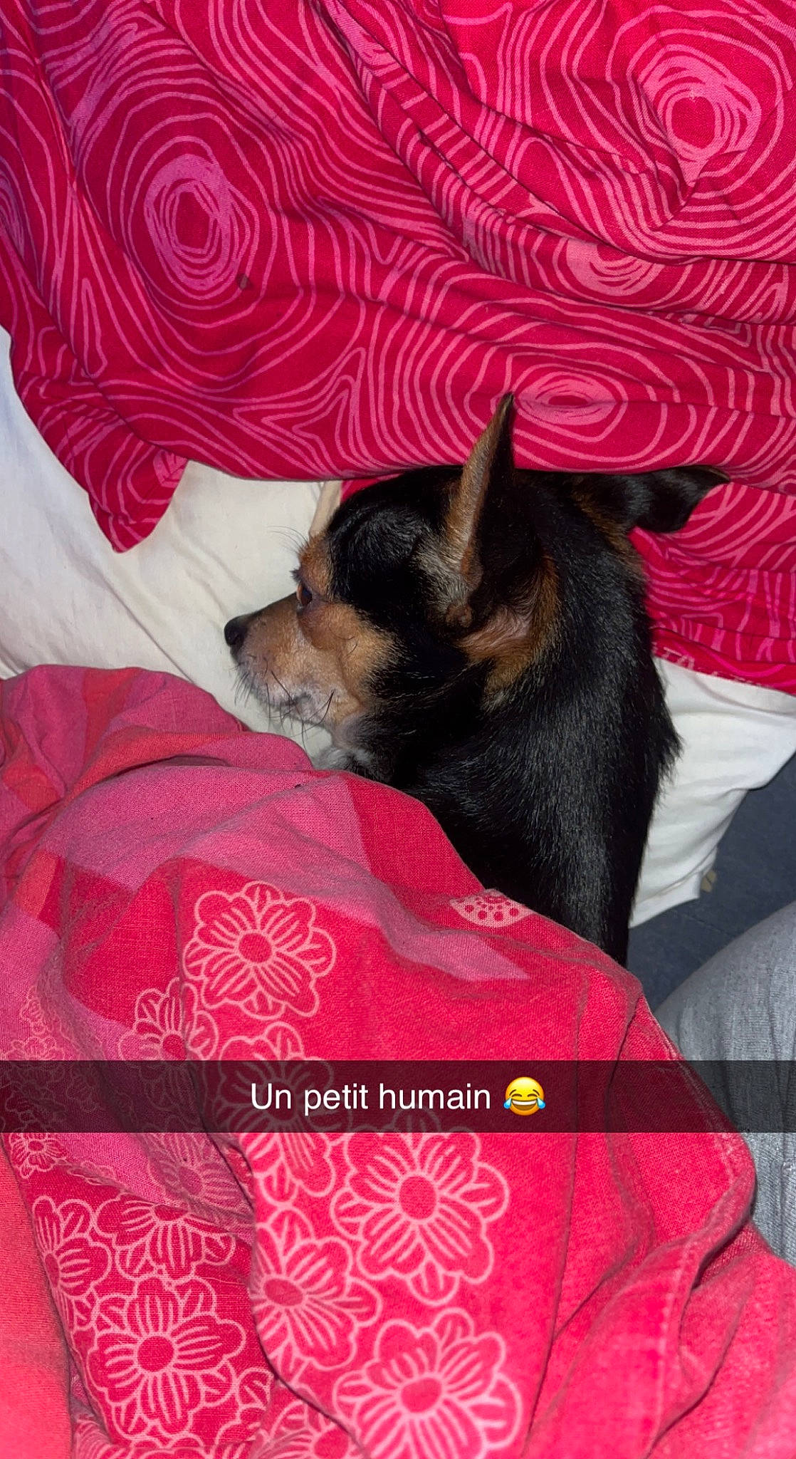 Roméo a rejoint le concours — aidez-le/la à gagner de superbes lots ! bedding, canidae, carnivore, comfort, companion_dog, dog, dog_breed, dog_supply, fawn, fur, linens, magenta, pattern, russkiy_toy, snout, sporting_group, textile, toy_dog, whiskers, working_animal