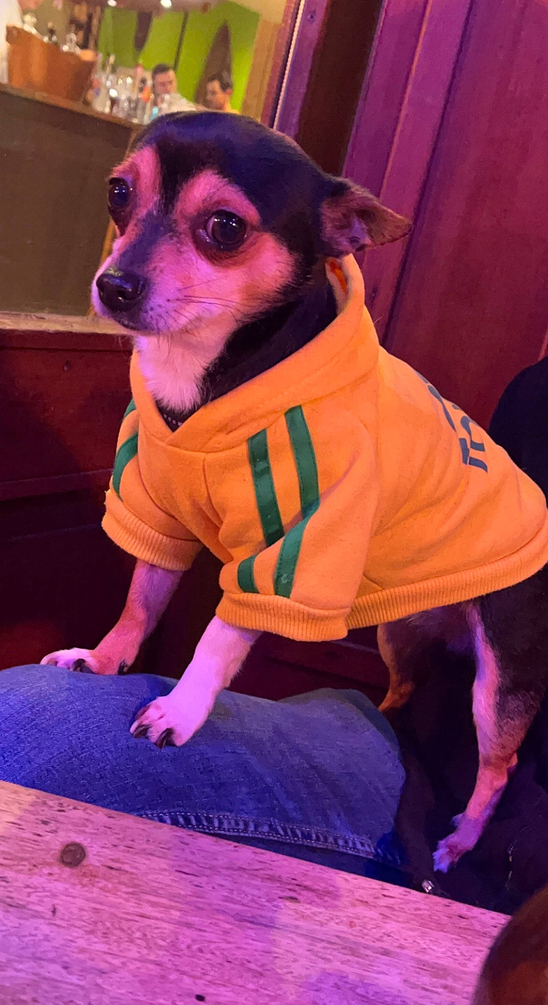 Roméo a rejoint le concours — aidez-le/la à gagner de superbes lots ! carnivore, chair, chihuahua, companion_dog, dog, dog_breed, dog_clothes, dog_supply, fawn, fur, magenta, neck, pattern, pink, purple, sleeve, snout, toy_dog, whiskers, working_animal