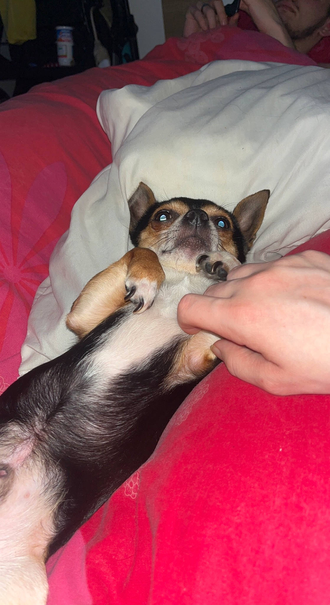 Roméo a rejoint le concours — aidez-le/la à gagner de superbes lots ! bed, canidae, carnivore, comfort, companion_dog, couch, dog, dog_breed, fawn, fur, human_leg, lap, linens, nail, paw, snout, sporting_group, toy_dog, working_animal, wrist