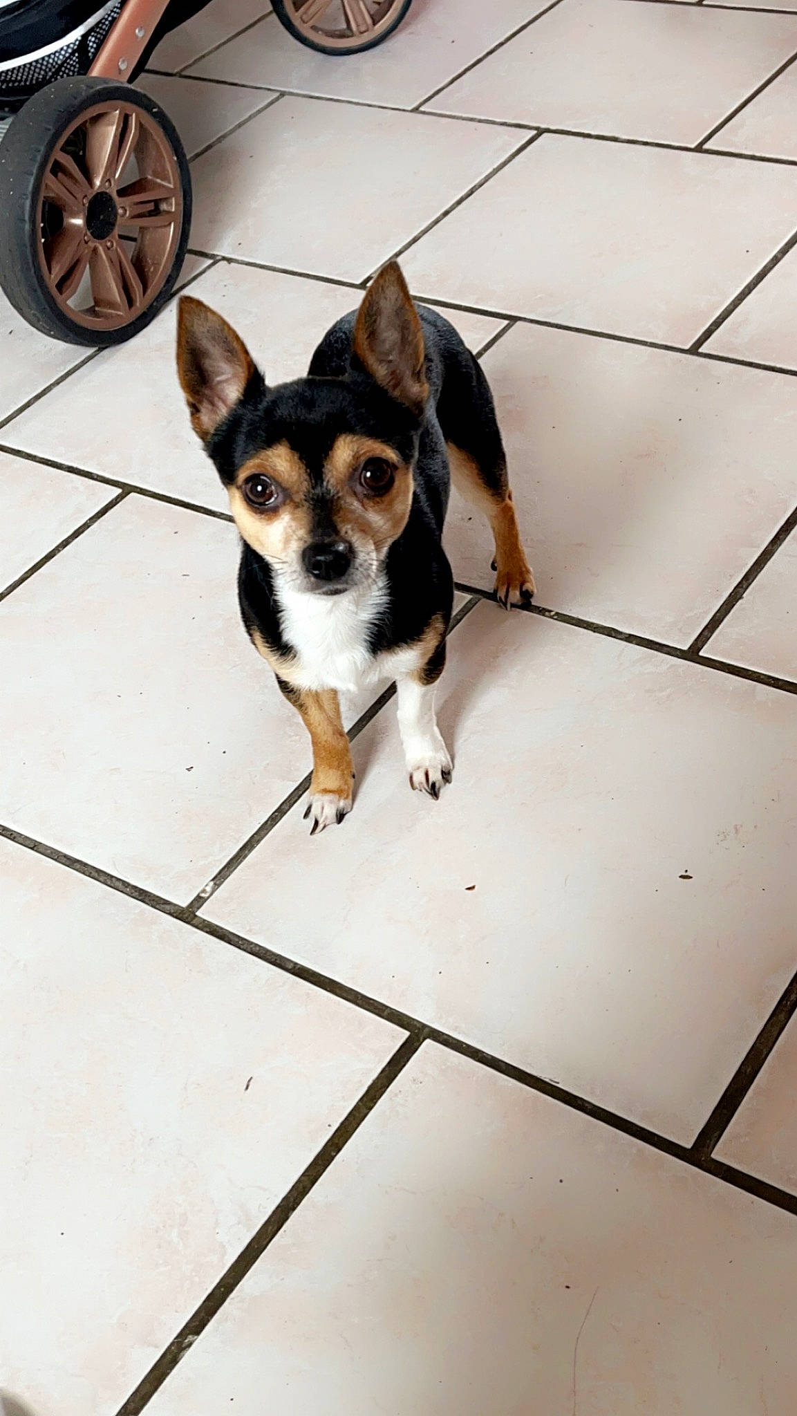 Roméo participe au concours pour gagner de l'argent avec cette photo : carnivore, collar, companion_dog, dog, dog_breed, dog_supply, door, floor, flooring, paw, pet_supply, road_surface, small_terrier, snout, tail, terrier, tile_flooring, tire, toy_dog, working_animal