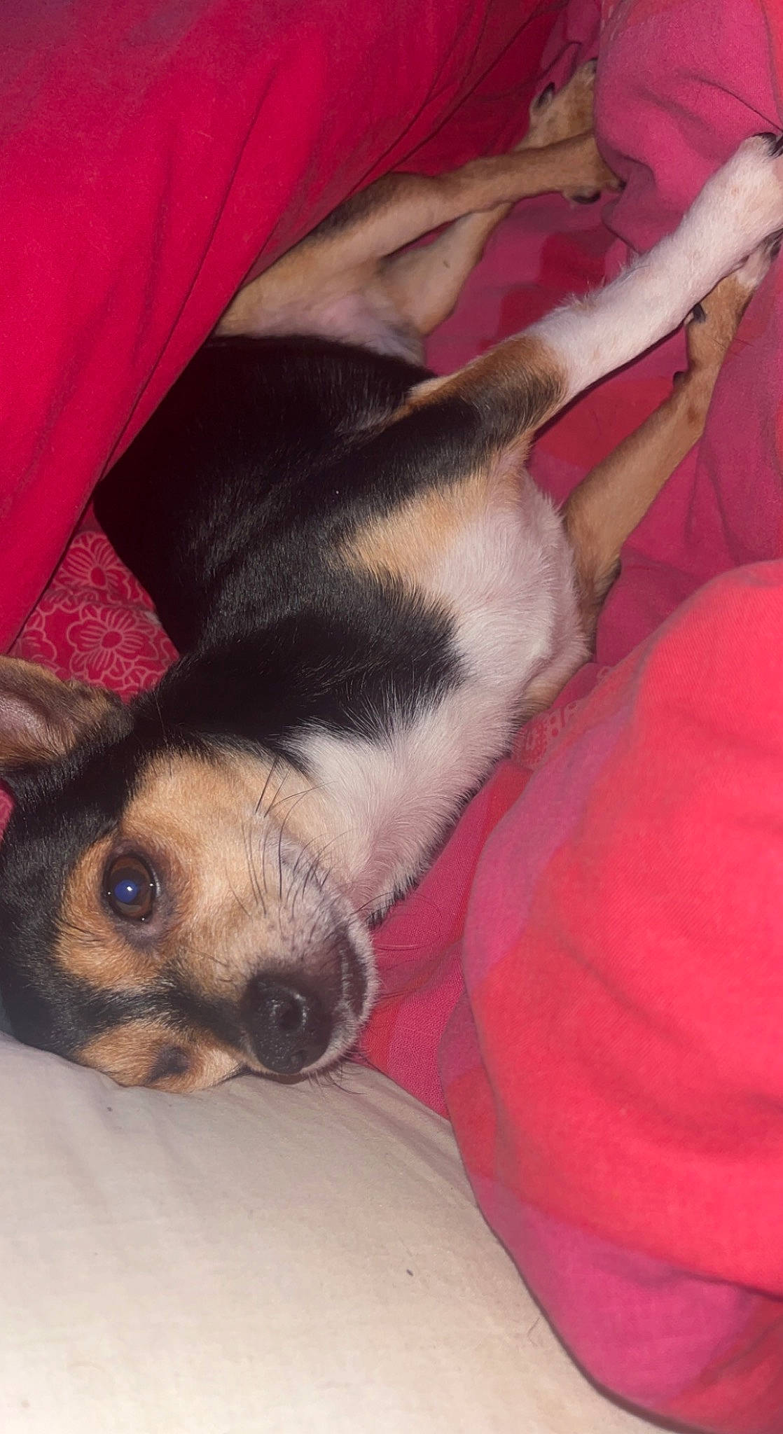 Roméo participe au concours pour gagner de l'argent avec cette photo : canidae, carnivore, comfort, companion_dog, dog, dog_breed, ear, fawn, foot, fur, human_leg, nap, non_sporting_group, paw, snout, sporting_group, terrestrial_animal, toy_dog, whiskers, working_animal