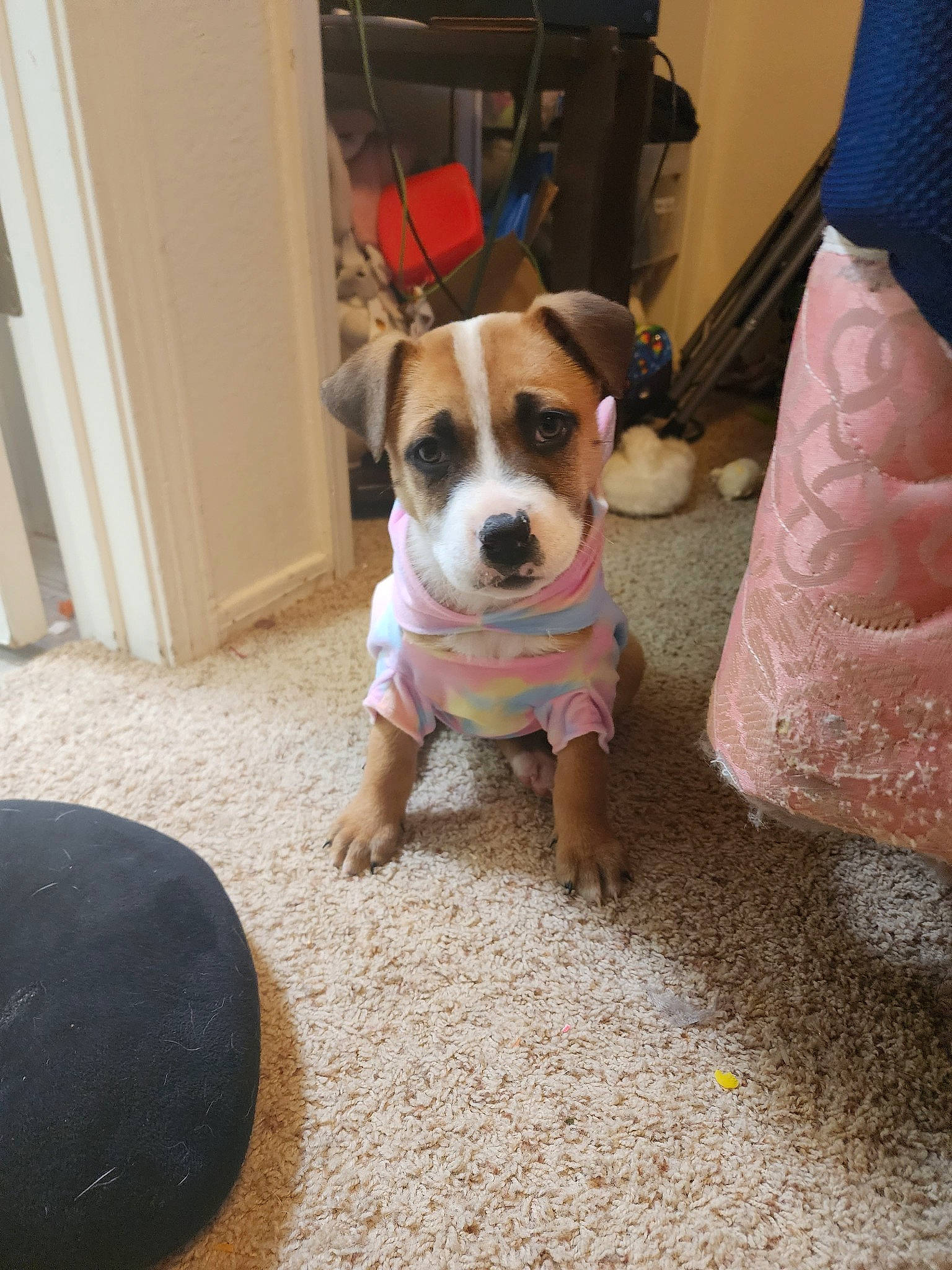 Rosy is registered to the contest to win money with this photo: carnivore, chair, collar, companion_dog, dog, dog_breed, dog_clothes, dog_collar, dog_supply, door, fawn, floor, flooring, hardwood, pet_supply, snout, terrier, toy_dog, wood, working_animal