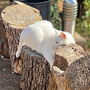 Blanche participe au concours pour gagner de l'argent avec cette photo : cat, white_cat, animal, outdoor, tree_stump, wood, nature, sunlight, relaxing, feline, pet, closeup, daylight, resting, wildlife, mammal, soft_light, texture, peaceful, forest