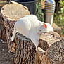 cat, white_cat, animal, outdoor, tree_stump, wood, nature, sunlight, relaxing, feline, pet, closeup, daylight, resting, wildlife, mammal, soft_light, texture, peaceful, forest