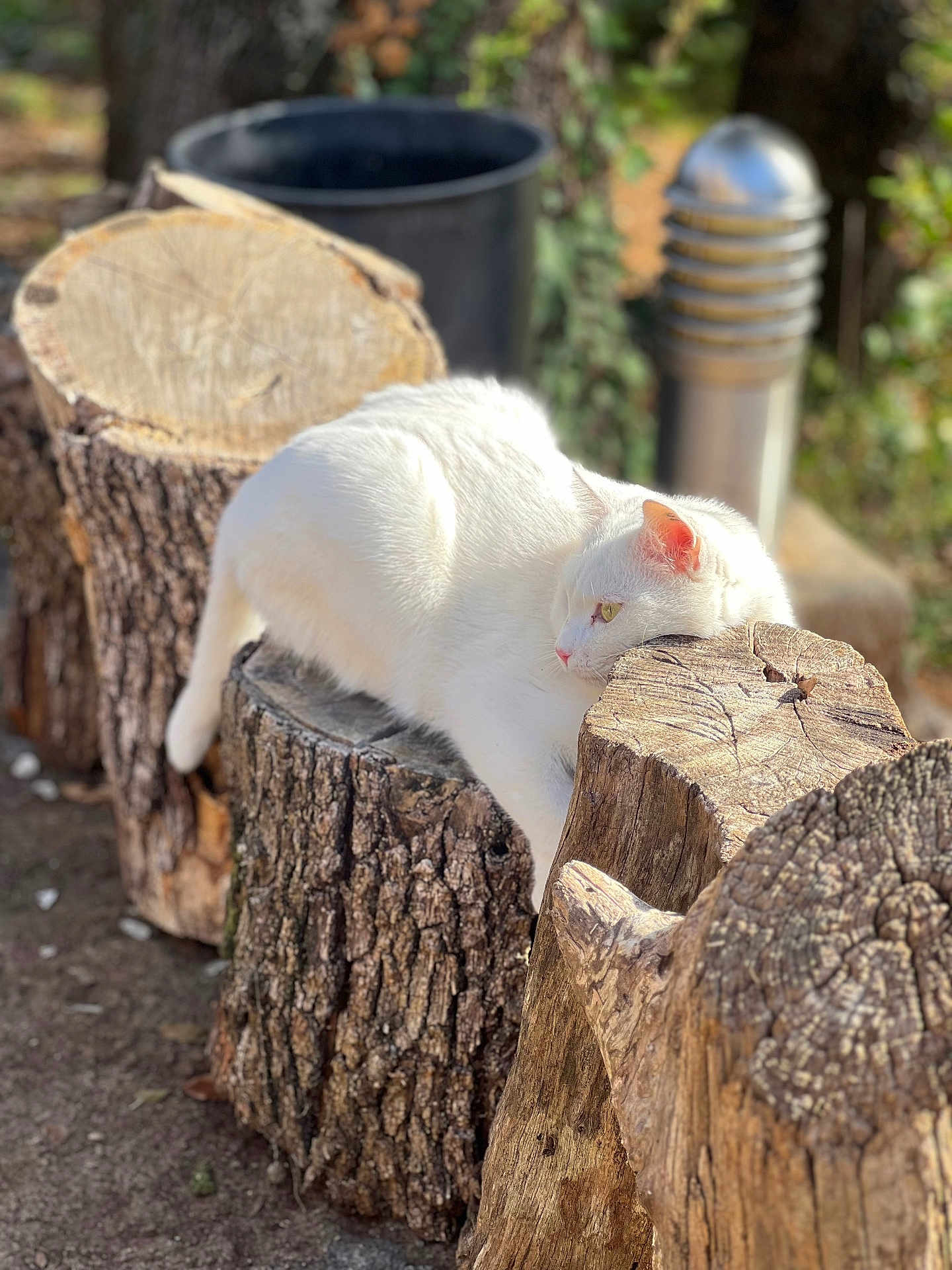 Blanche participe au concours pour gagner de l'argent avec cette photo : cat, white_cat, animal, outdoor, tree_stump, wood, nature, sunlight, relaxing, feline, pet, closeup, daylight, resting, wildlife, mammal, soft_light, texture, peaceful, forest