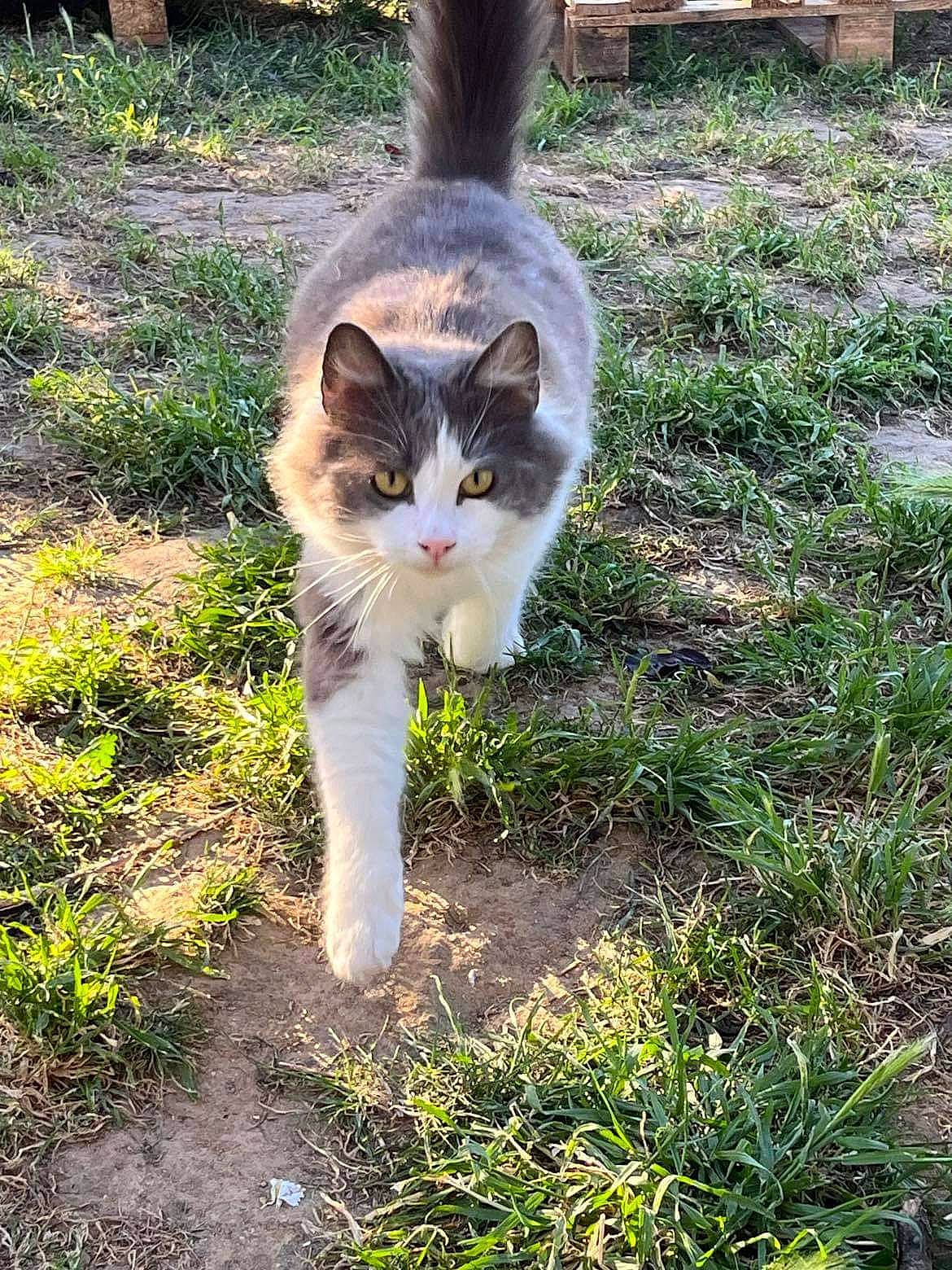 Polochon a rejoint le concours — aidez-le/la à gagner de superbes lots ! carnivore, cat, domestic_short_haired_cat, eye, fawn, felidae, fur, grass, groundcover, plant, sand, small_to_medium_sized_cats, snout, soil, tail, terrestrial_animal, tree, whiskers, wildlife, wood