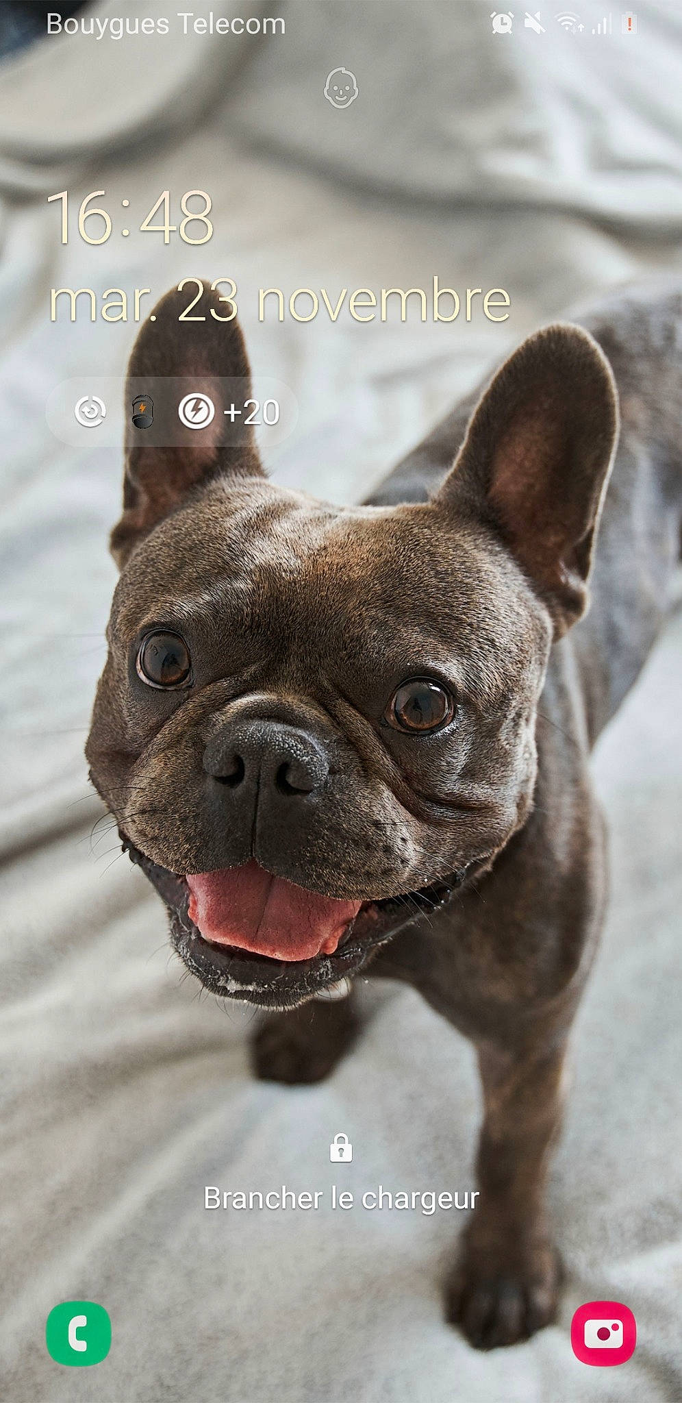 Barbaque a rejoint le concours — aidez-le/la à gagner de superbes lots ! ancient_dog_breeds, bulldog, canidae, carnivore, collar, companion_dog, dog, dog_breed, dog_collar, ear, fawn, liver, non_sporting_group, snout, sporting_group, terrestrial_animal, toy_dog, whiskers, working_animal, wrinkle