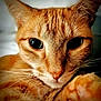 Beau is registered to the contest to win money with this photo: cat, ginger_cat, orange_tabby, close_up, portrait, whiskers, paw, ears, eyes, feline, pet, indoor, cozy, bedding, fur, nose, macro, relaxed, sleeping, adorable