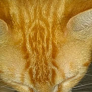 Beau joined the competition — help win amazing prizes! cat, orange_tabby, close_up, fur, ears, whiskers, striped, head, pet, mammal, texture, pattern, portrait, macro, domestic_animal, cute, sleeping, top_view, indoor, fluffy