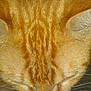 cat, orange_tabby, close_up, fur, ears, whiskers, striped, head, pet, mammal, texture, pattern, portrait, macro, domestic_animal, cute, sleeping, top_view, indoor, fluffy