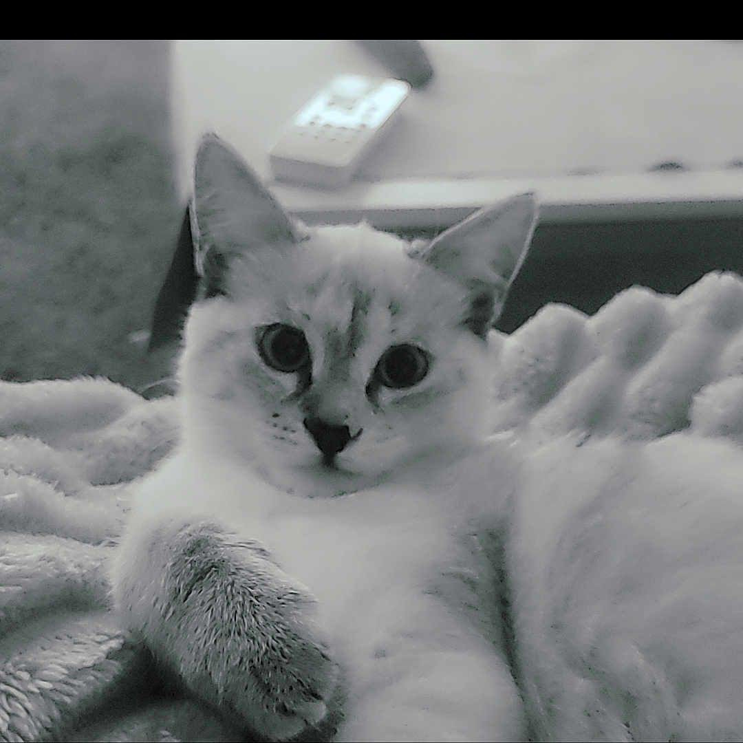 Mia participe au concours pour gagner de l'argent avec cette photo : abyssinian, angora, animal, cat, kitten, manx, pet, siamese