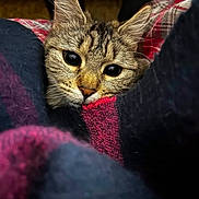 Pixie a rejoint le concours — aidez-le/la à gagner de superbes lots ! cat, tabby, close_up, blanket, cozy, fur, whiskers, eyes, indoor, resting, cute, pet, comfort, warm, snug, soft_texture, animal, portrait, feline, relaxed